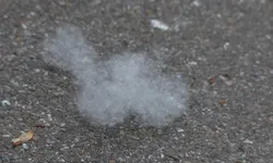 nasal-allergy