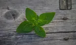 rauwolfia serpentina