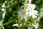 Euphrasia Officinalis