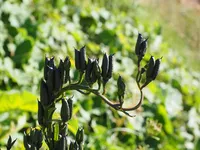 aconitum napellus
