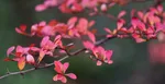 berberis homeopathic
