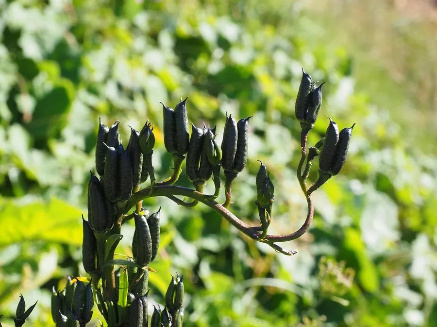 aconitum napellus