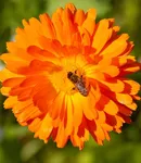 nasal-allergy