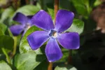 vinca minor