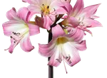 belladonna