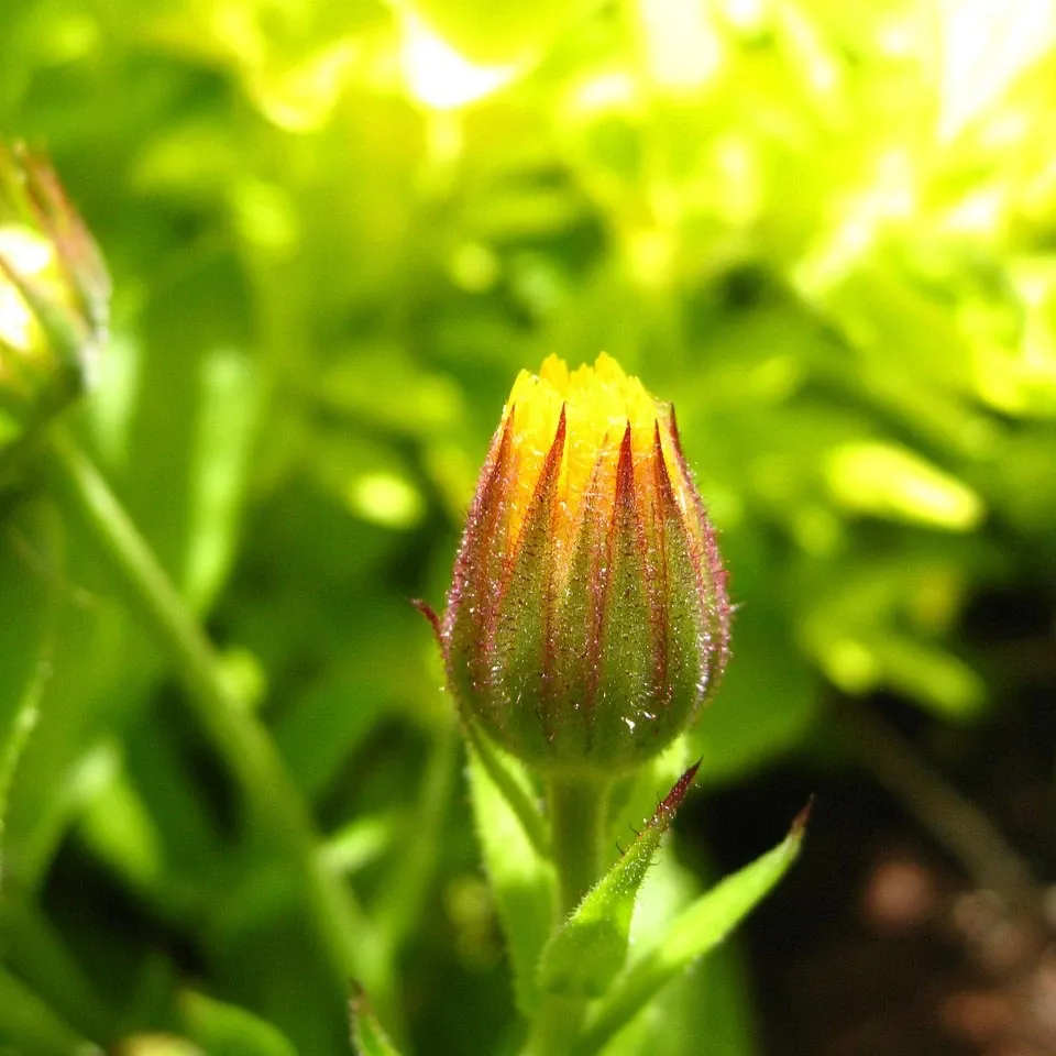 calendula