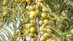 amla
