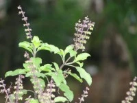 Basil homoeopathy remedies