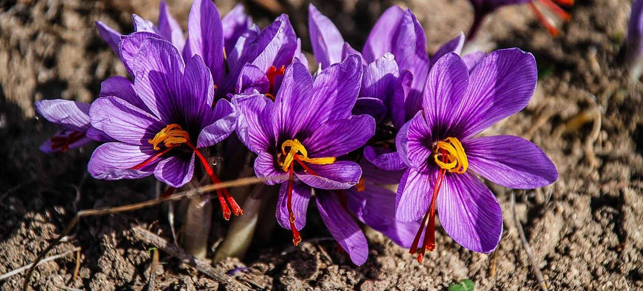 Saffron