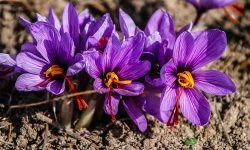 Saffron