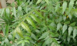 neem tree