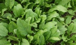 spinach