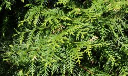 Thuja occidentalis