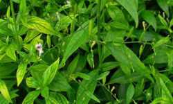 andrographis paniculata